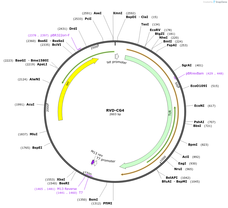 173311-plasmid-map-sequence-id-355093