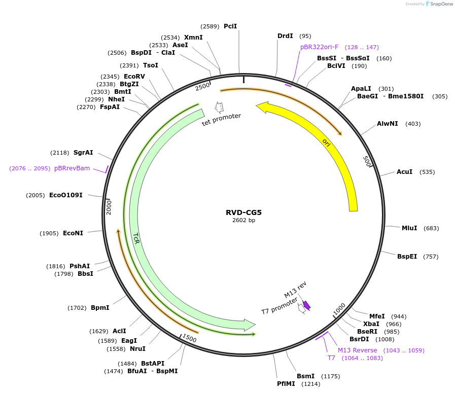 173312-plasmid-map-sequence-id-355094
