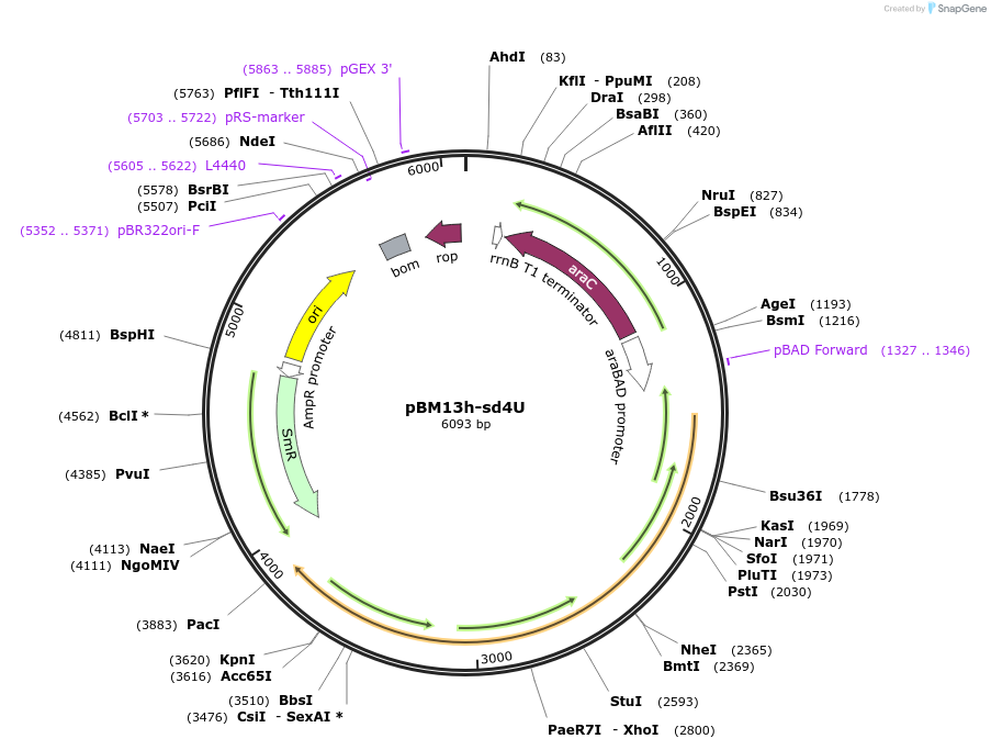 179690-plasmid-map-sequence-id-355095