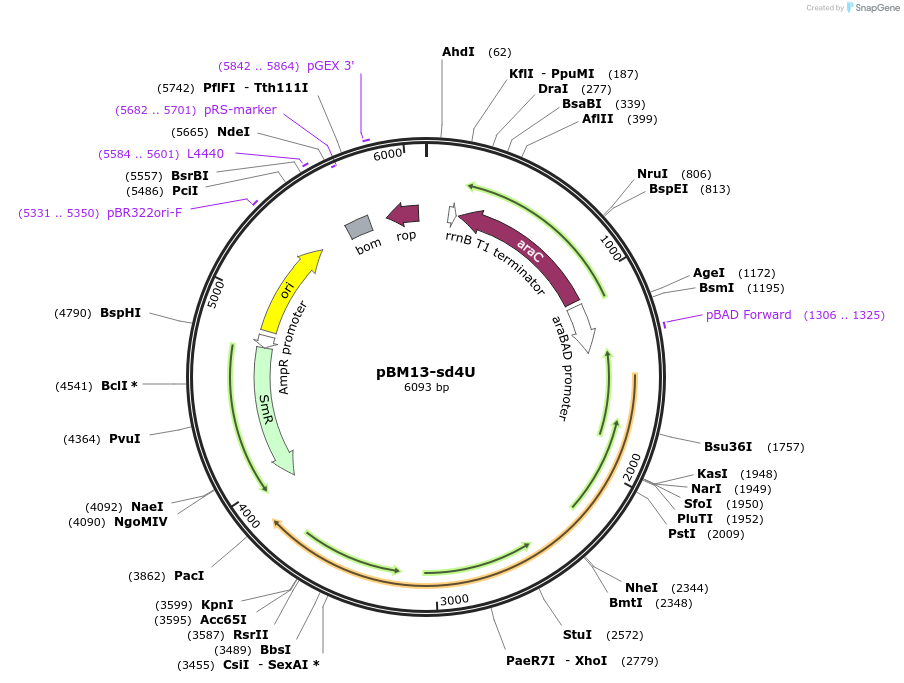 179691-plasmid-map-sequence-id-355096