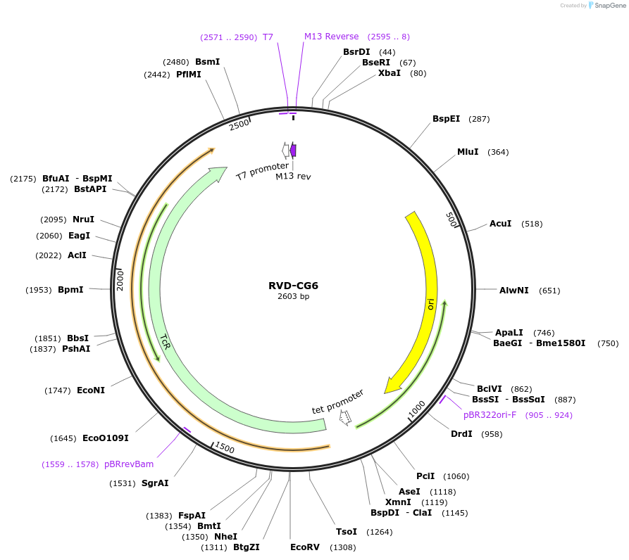 173313-plasmid-map-sequence-id-355097