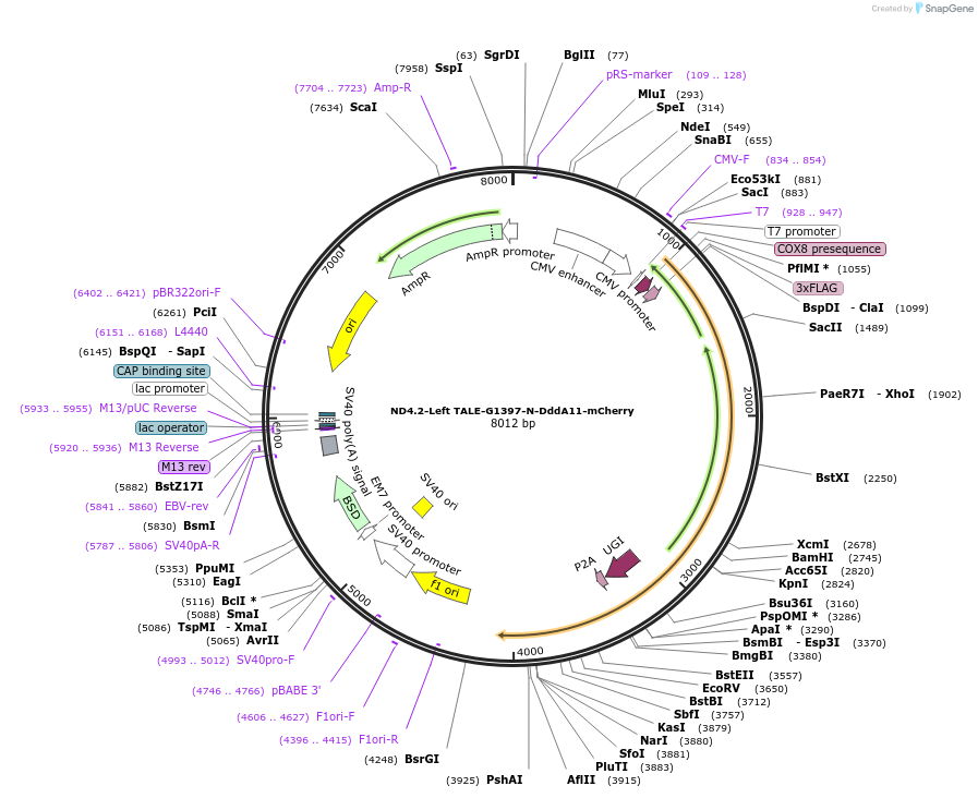 179682-plasmid-map-sequence-id-355098