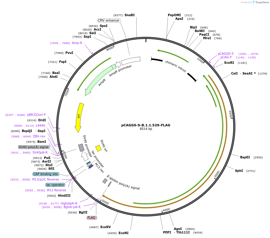 180774-plasmid-map-sequence-id-355099