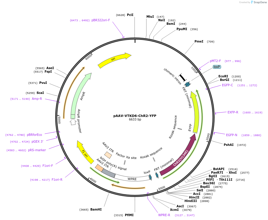 178723-plasmid-map-sequence-id-355103