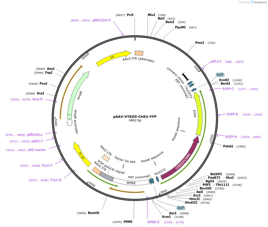 178722-plasmid-map-sequence-id-355104