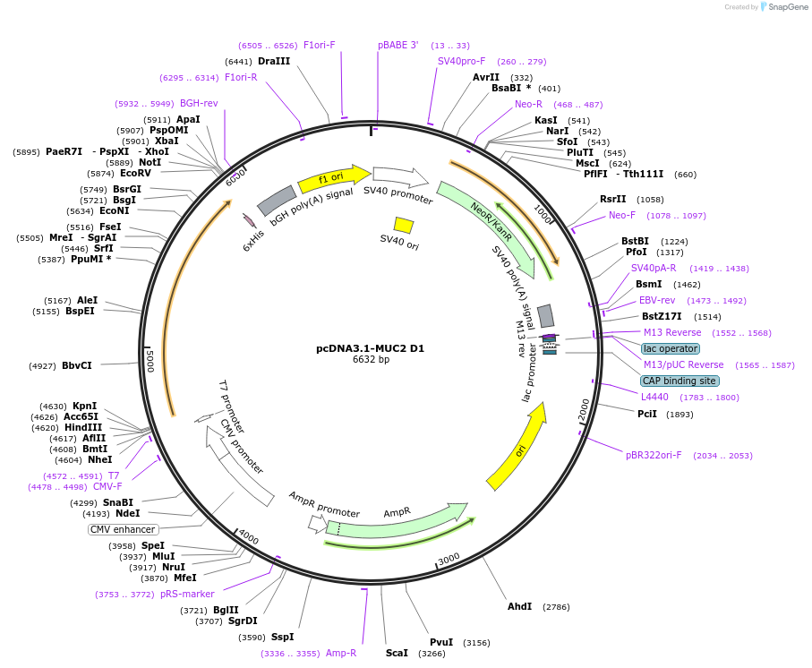 181812-plasmid-map-sequence-id-355106