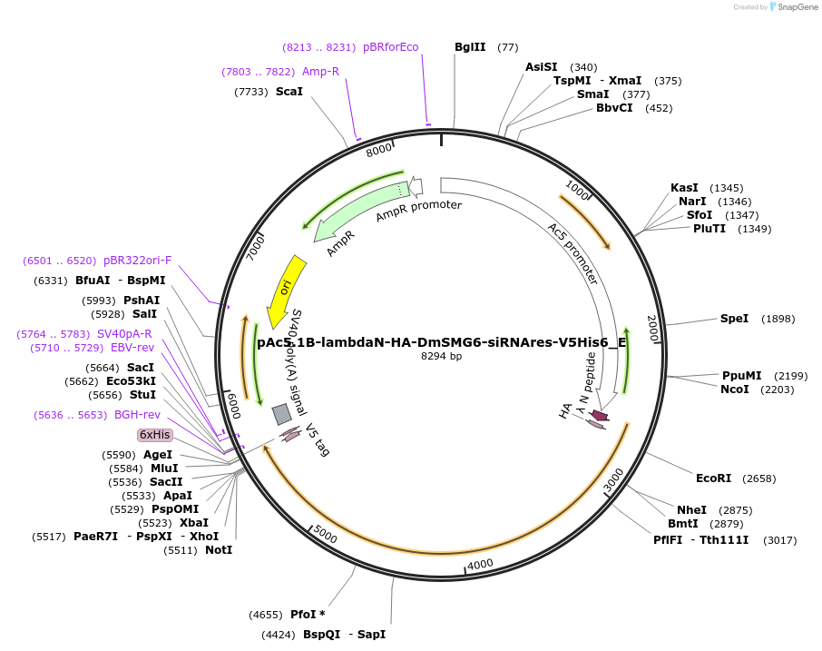 146241-plasmid-map-sequence-id-355112
