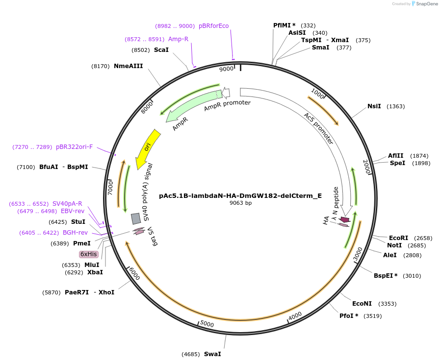 146252-plasmid-map-sequence-id-355117