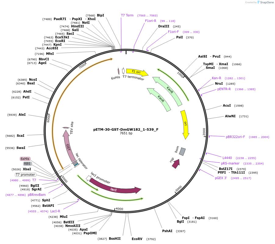 146264-plasmid-map-sequence-id-355119