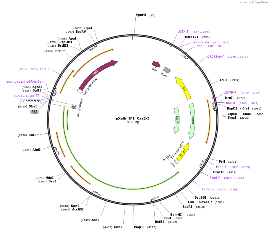 178769-plasmid-map-sequence-id-355121
