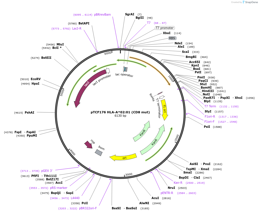 180459-plasmid-map-sequence-id-355125