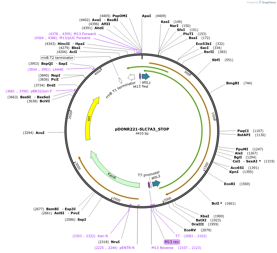161467-plasmid-map-sequence-id-355126
