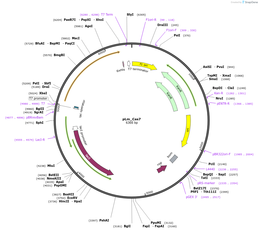 178751-plasmid-map-sequence-id-355132