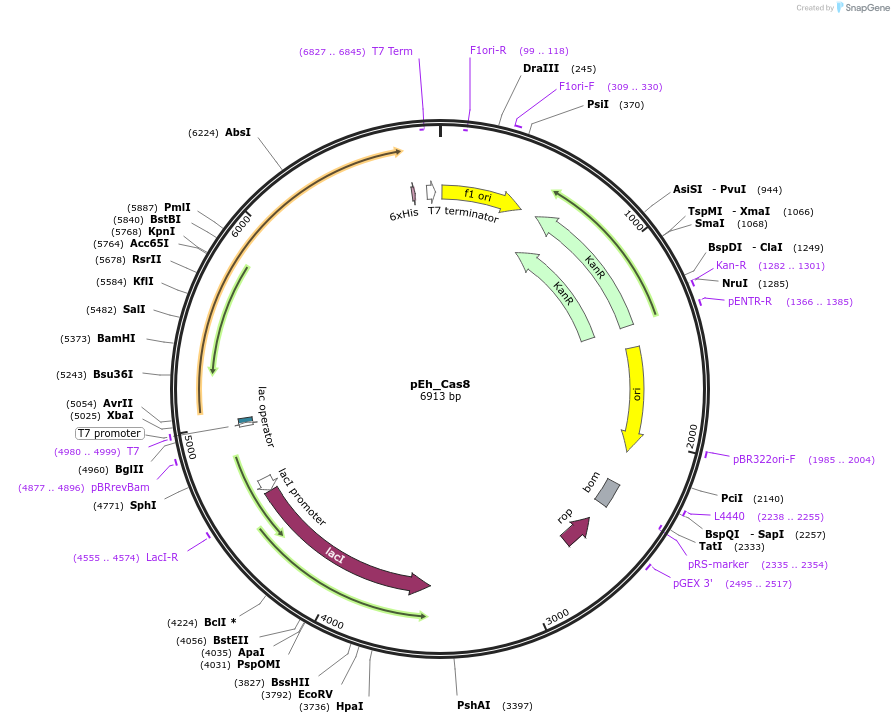 178753-plasmid-map-sequence-id-355135