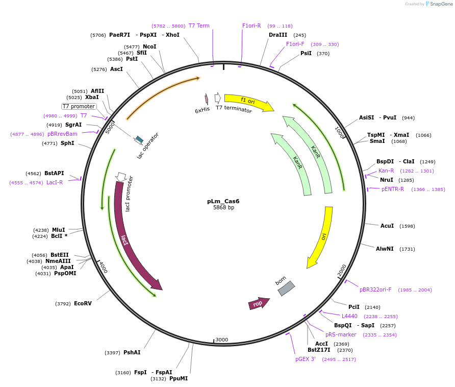 178750-plasmid-map-sequence-id-355136