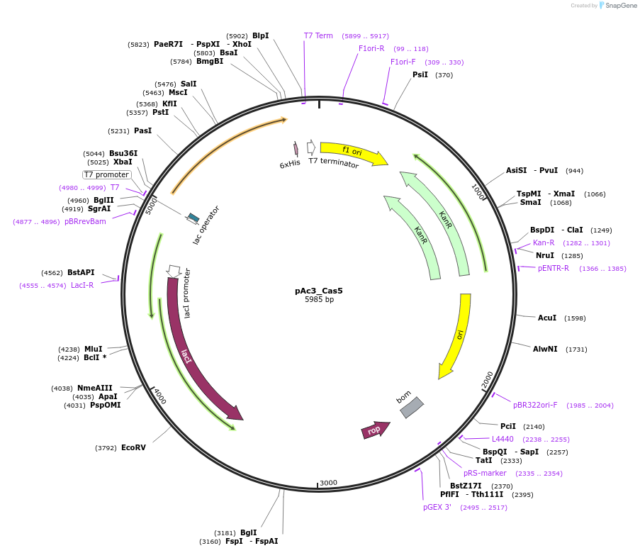 178743-plasmid-map-sequence-id-355137