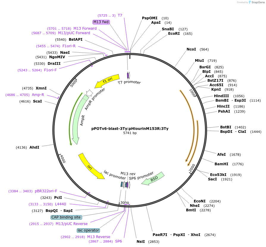 179824-plasmid-map-sequence-id-355150
