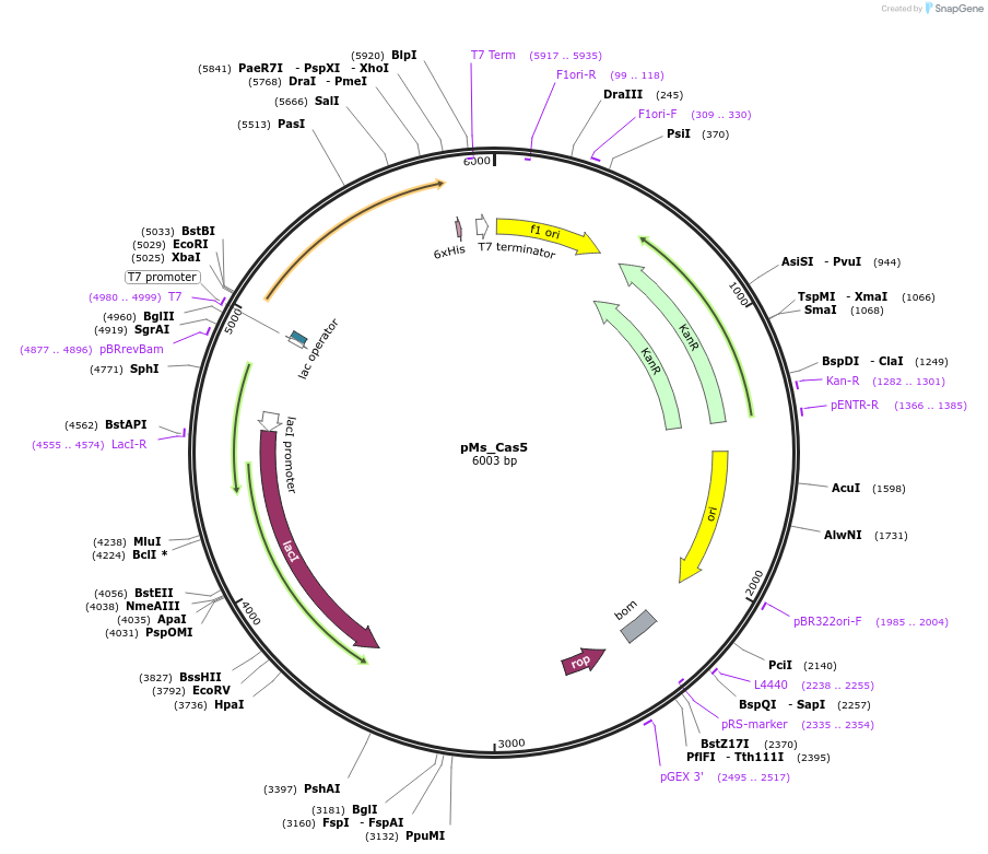 178761-plasmid-map-sequence-id-355152