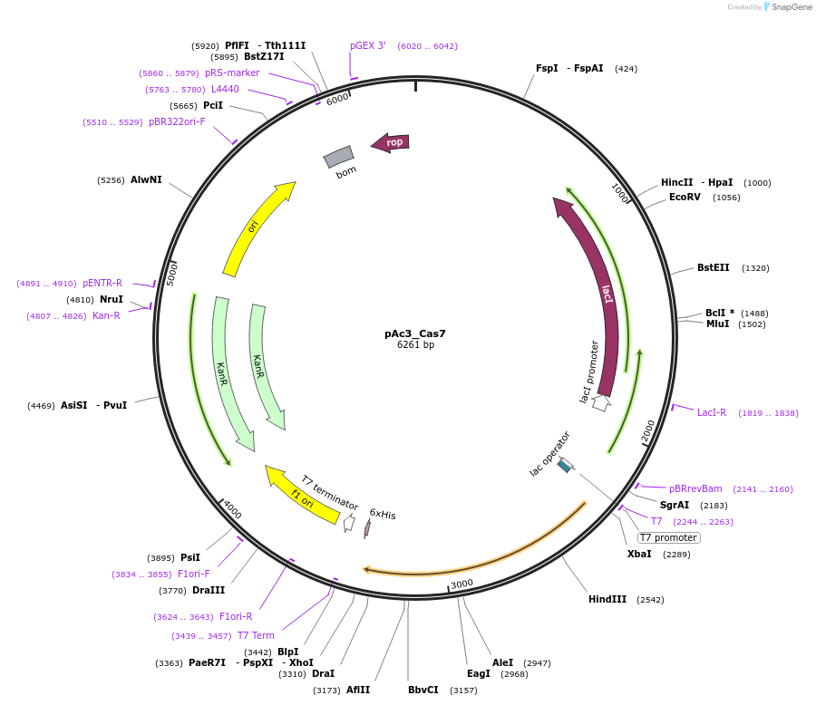 178745-plasmid-map-sequence-id-355153
