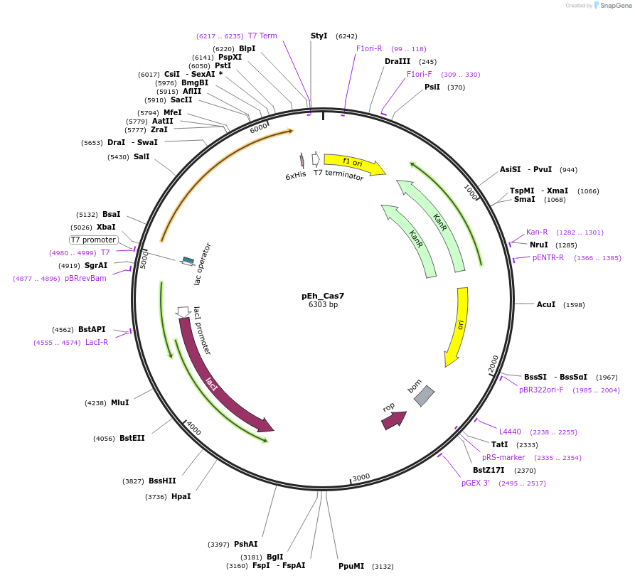 178757-plasmid-map-sequence-id-355154