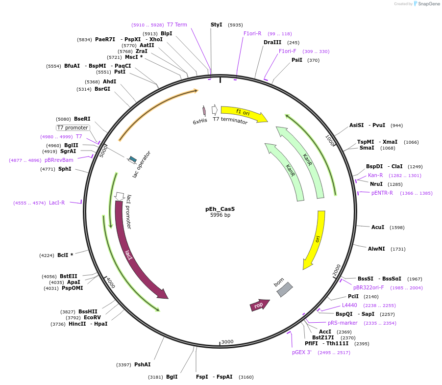 178755-plasmid-map-sequence-id-355155