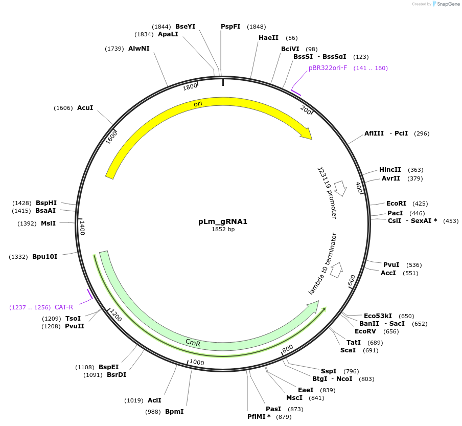 178752-plasmid-map-sequence-id-355157