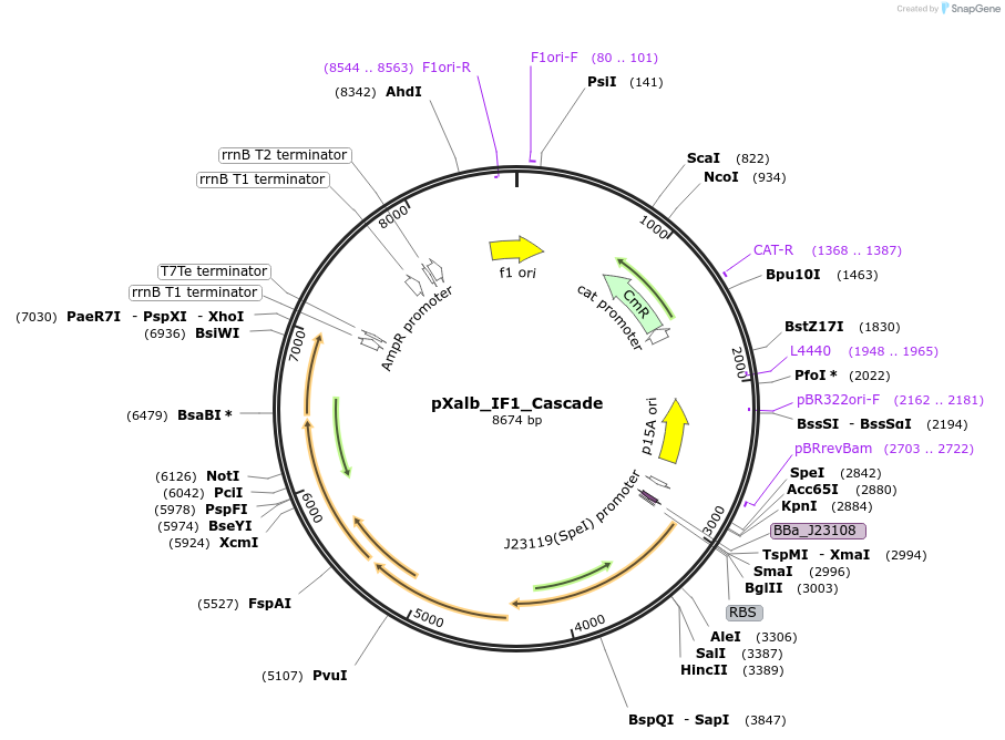 178768-plasmid-map-sequence-id-355192