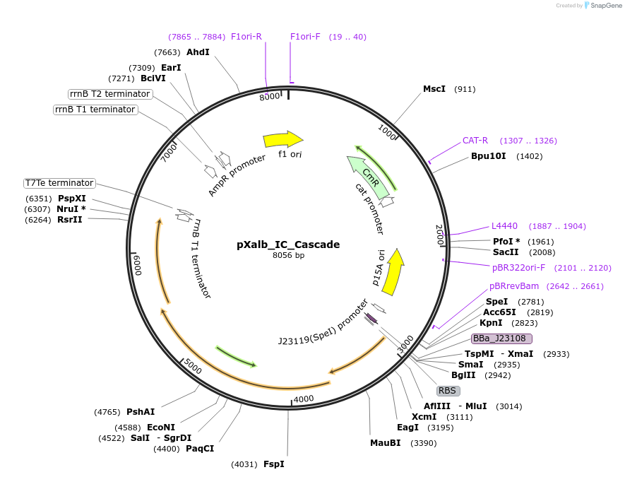 178765-plasmid-map-sequence-id-355193
