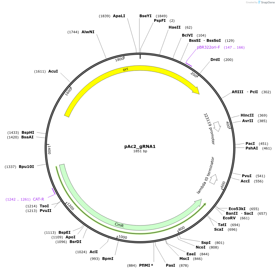 178740-plasmid-map-sequence-id-355194
