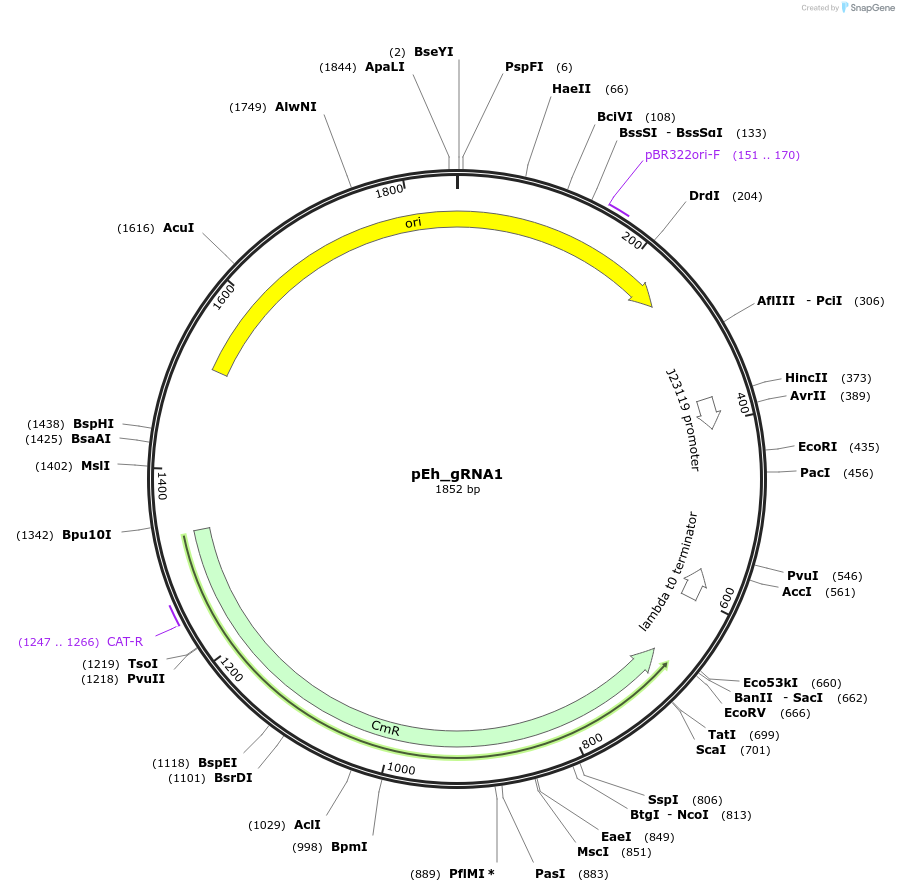 178758-plasmid-map-sequence-id-355197