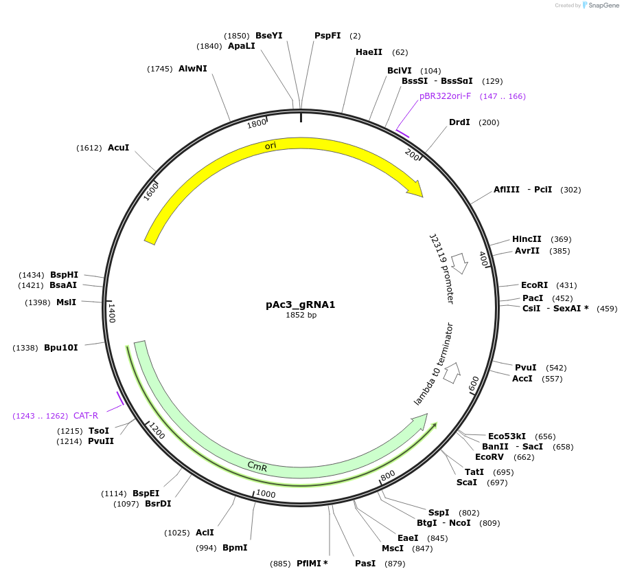 178746-plasmid-map-sequence-id-355198