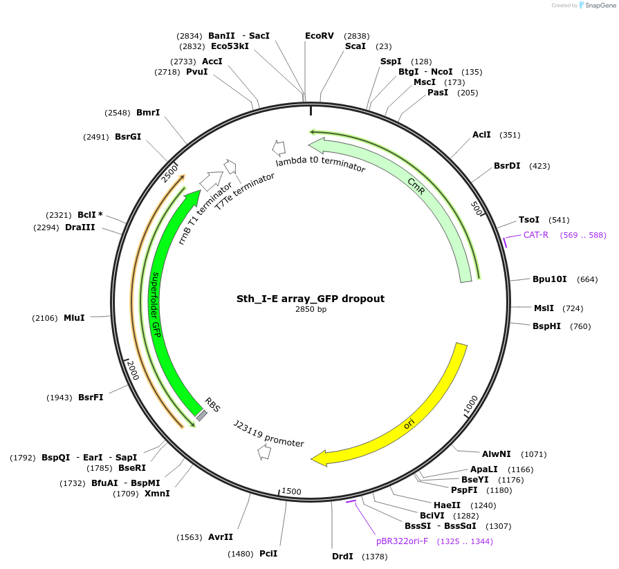 178775-plasmid-map-sequence-id-355199