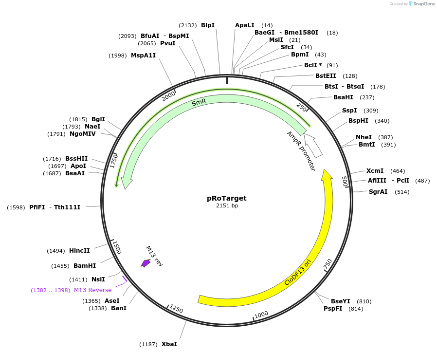 178774-plasmid-map-sequence-id-355200