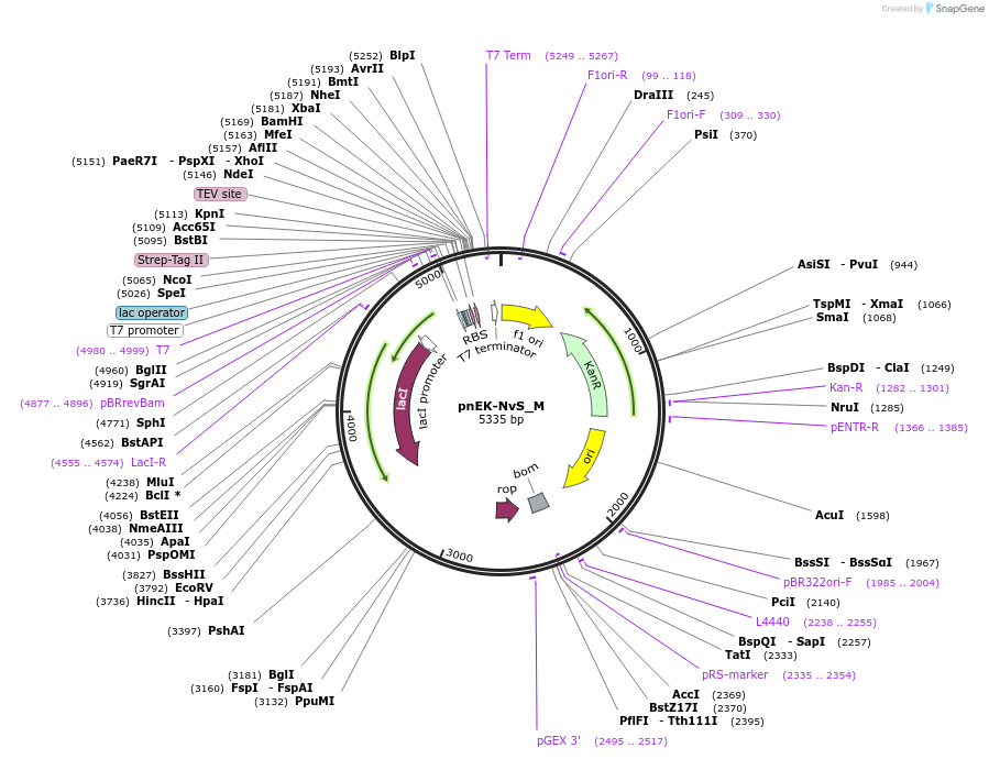 146926-plasmid-map-sequence-id-355211