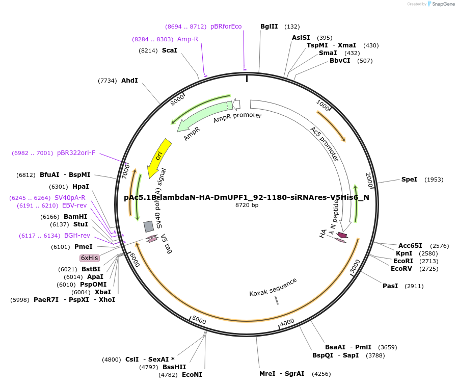 146990-plasmid-map-sequence-id-355236