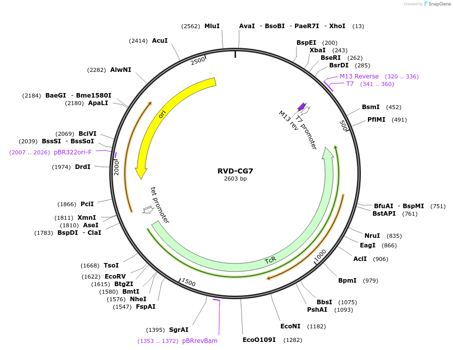 173314-plasmid-map-sequence-id-355281