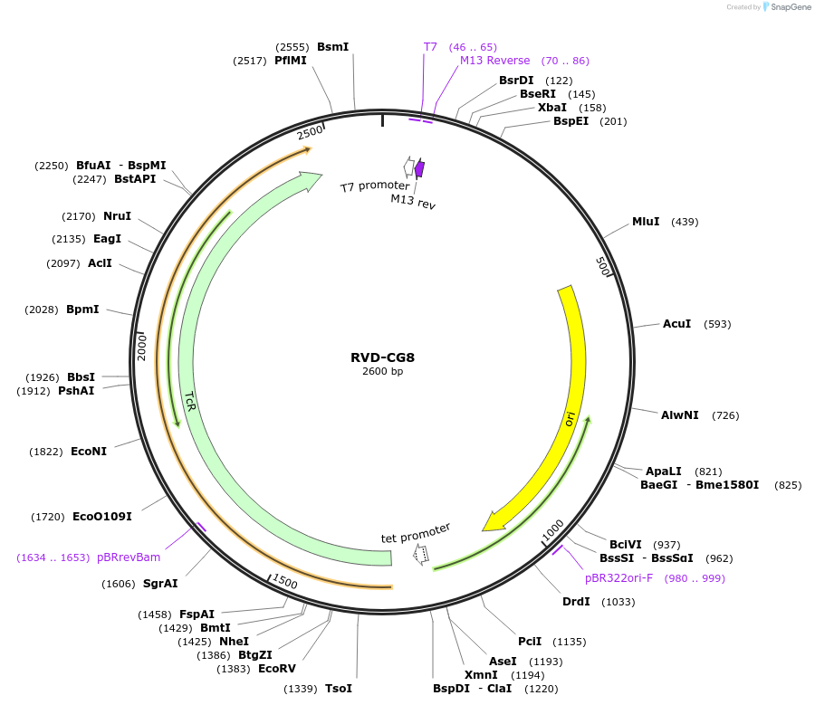 173315-plasmid-map-sequence-id-355282