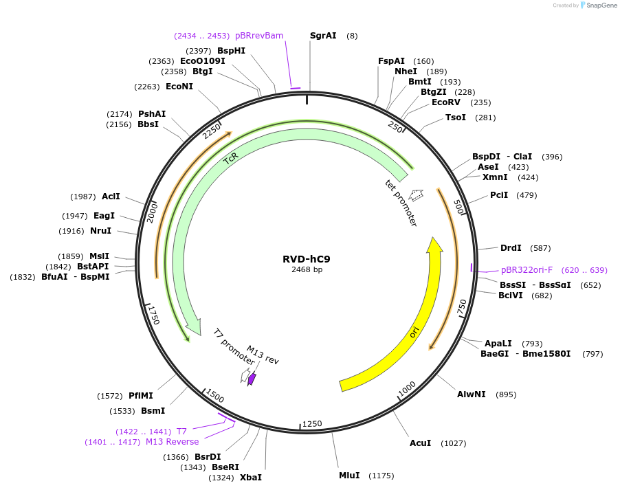 173319-plasmid-map-sequence-id-355289