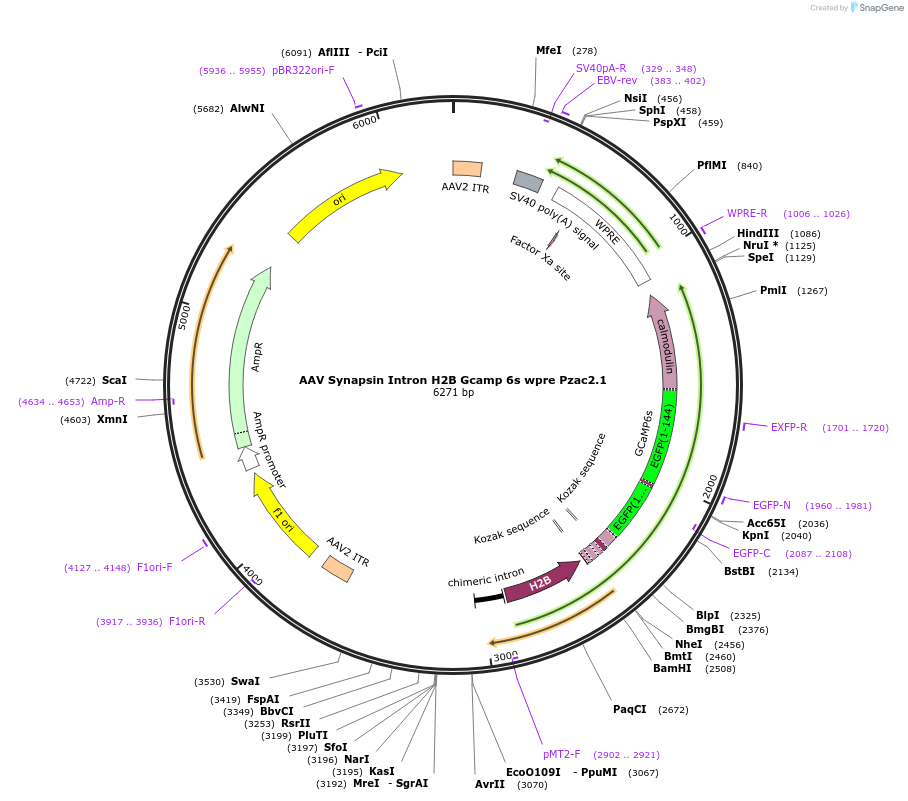 74150-plasmid-map-sequence-id-355293