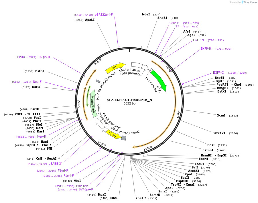 147022-plasmid-map-sequence-id-355296