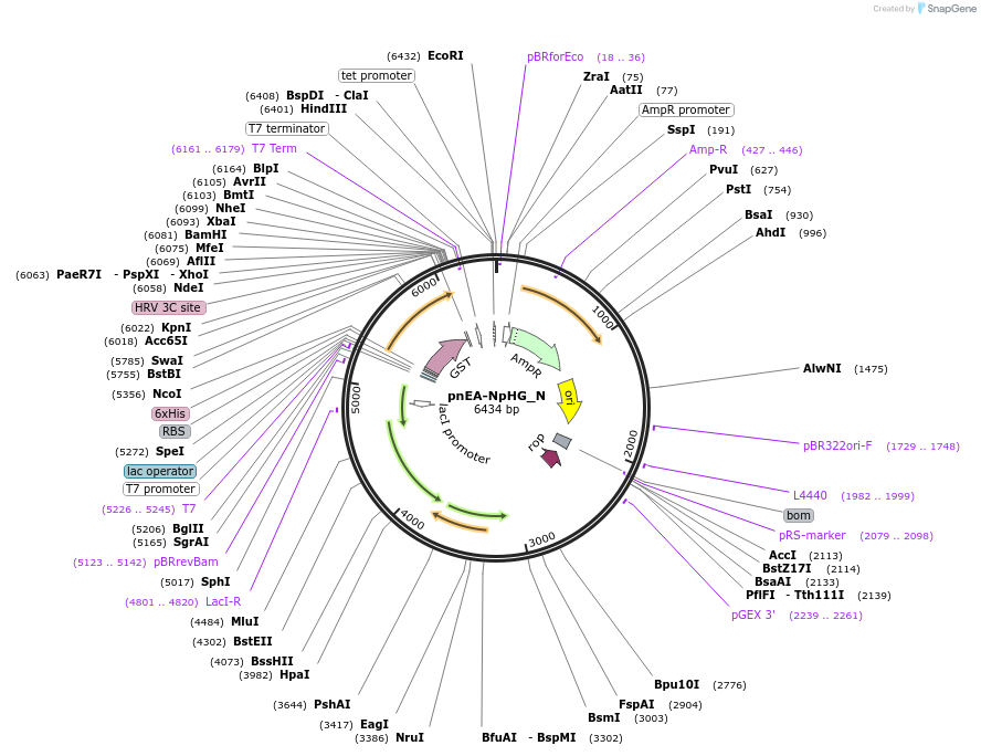 147033-plasmid-map-sequence-id-355301