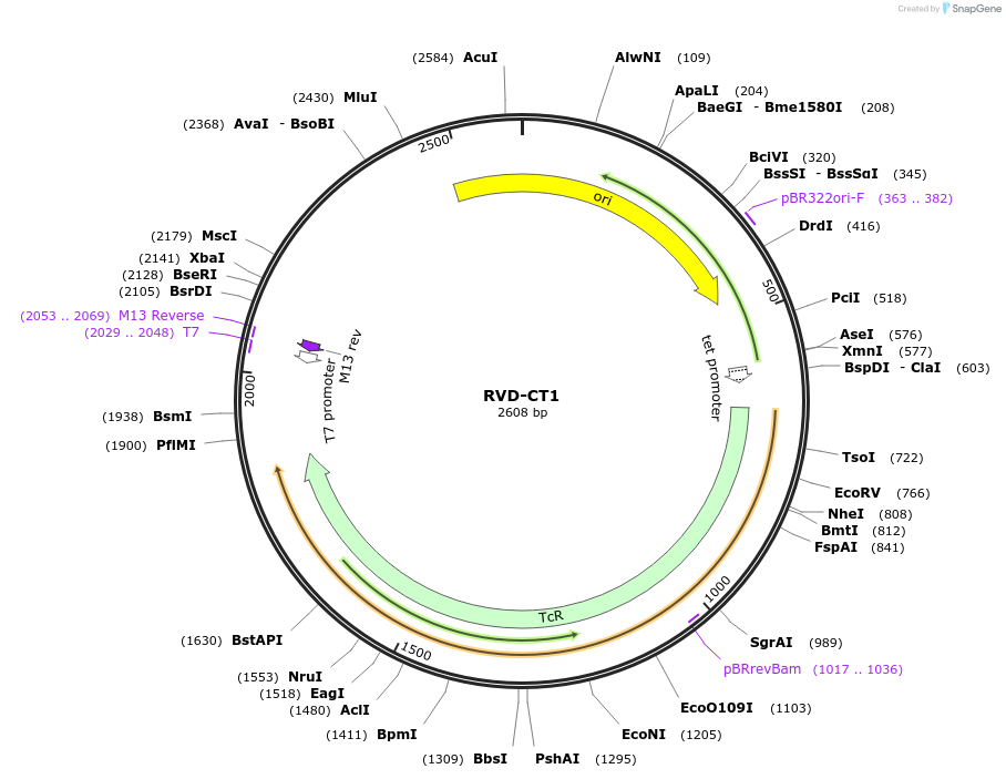 173320-plasmid-map-sequence-id-355314