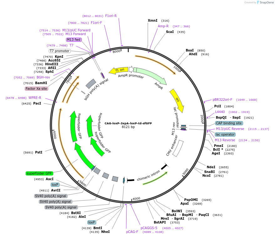 180150-plasmid-map-sequence-id-355315