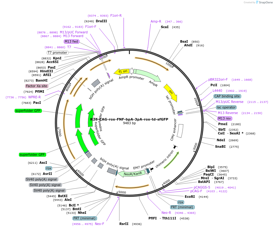 180153-plasmid-map-sequence-id-355318