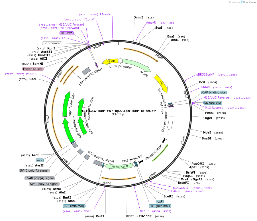 180155-plasmid-map-sequence-id-355320