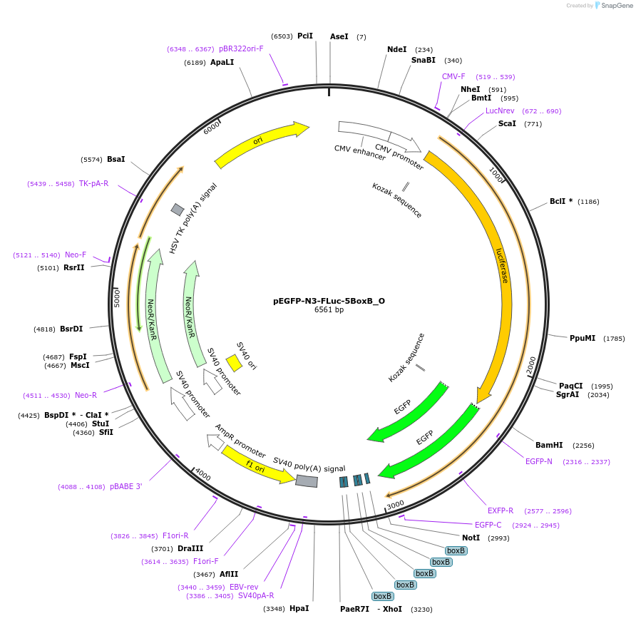 147079-plasmid-map-sequence-id-355330