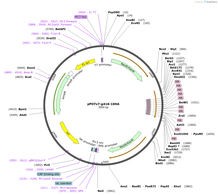 179813-plasmid-map-sequence-id-355332
