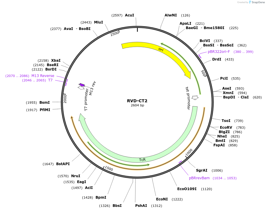 173321-plasmid-map-sequence-id-355411