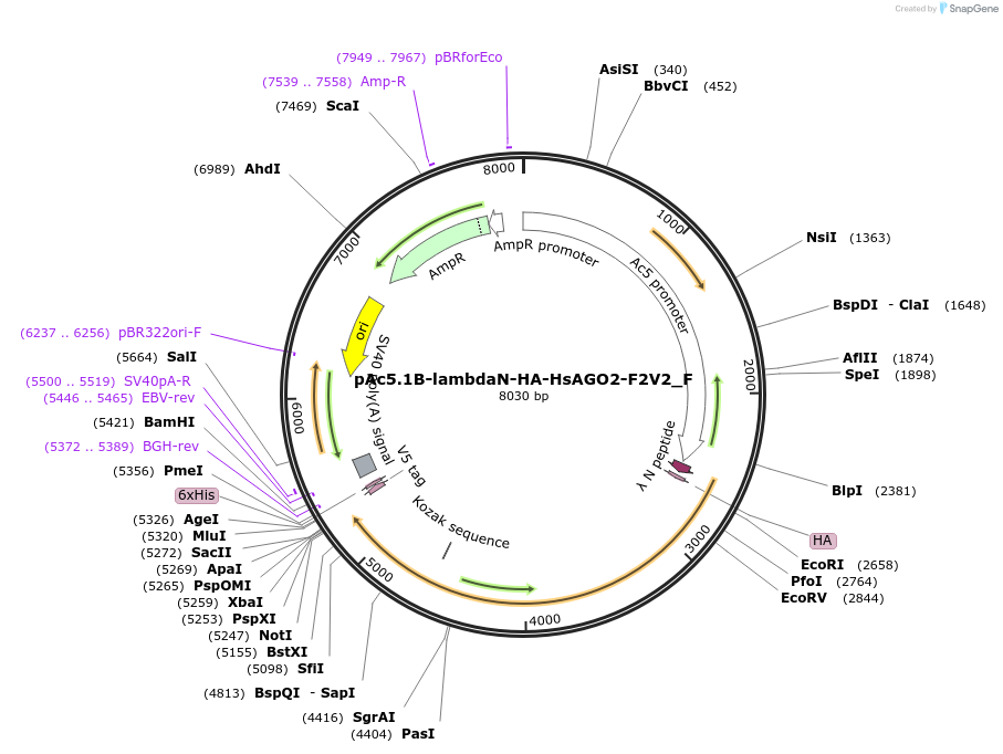 146286-plasmid-map-sequence-id-355413