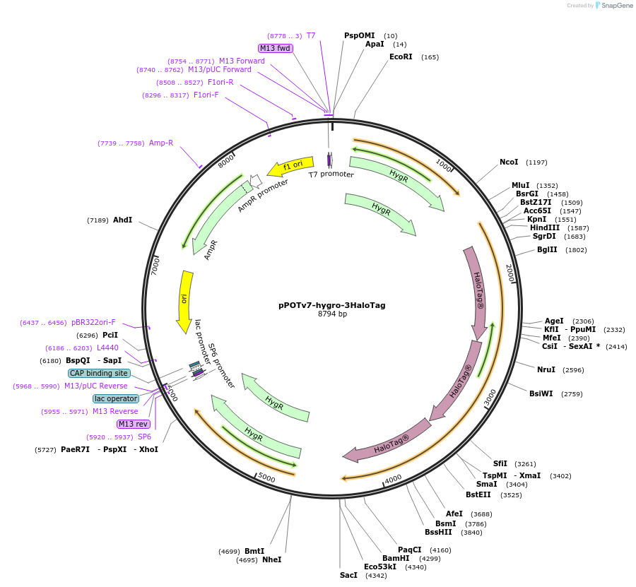 179828-plasmid-map-sequence-id-355417